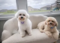 Daisy, a female Bichon Frise and Poodle - Toy  for sale in Fort Wayne, IN – 2 of 5