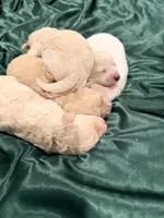 Daisy, a female Bichon Frise and Poodle - Toy  for sale in Fort Wayne, IN – 4 of 5