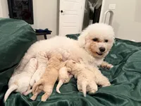 Daisy, a female Bichon Frise and Poodle - Toy  for sale in Fort Wayne, IN – 5 of 5