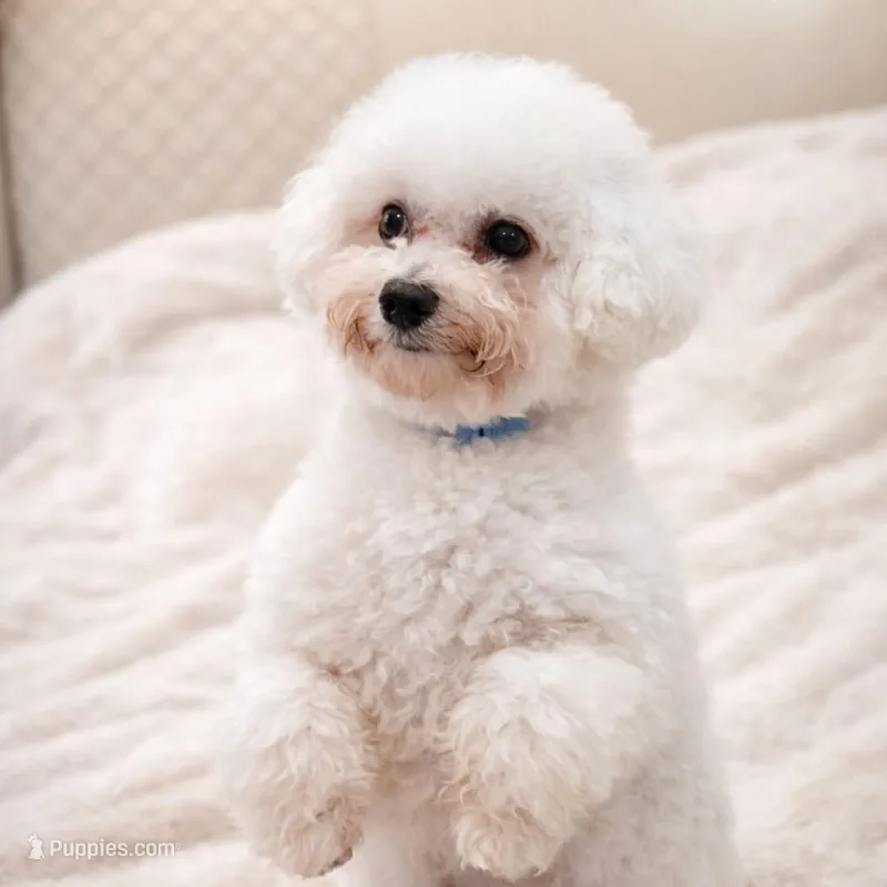 Daisy – Bichon Frise, Poodle - Toy  puppy for sale in Fort Wayne, IN