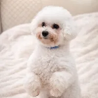 Daisy, a female Bichon Frise and Poodle - Toy  for sale in Fort Wayne, IN – 1 of 5