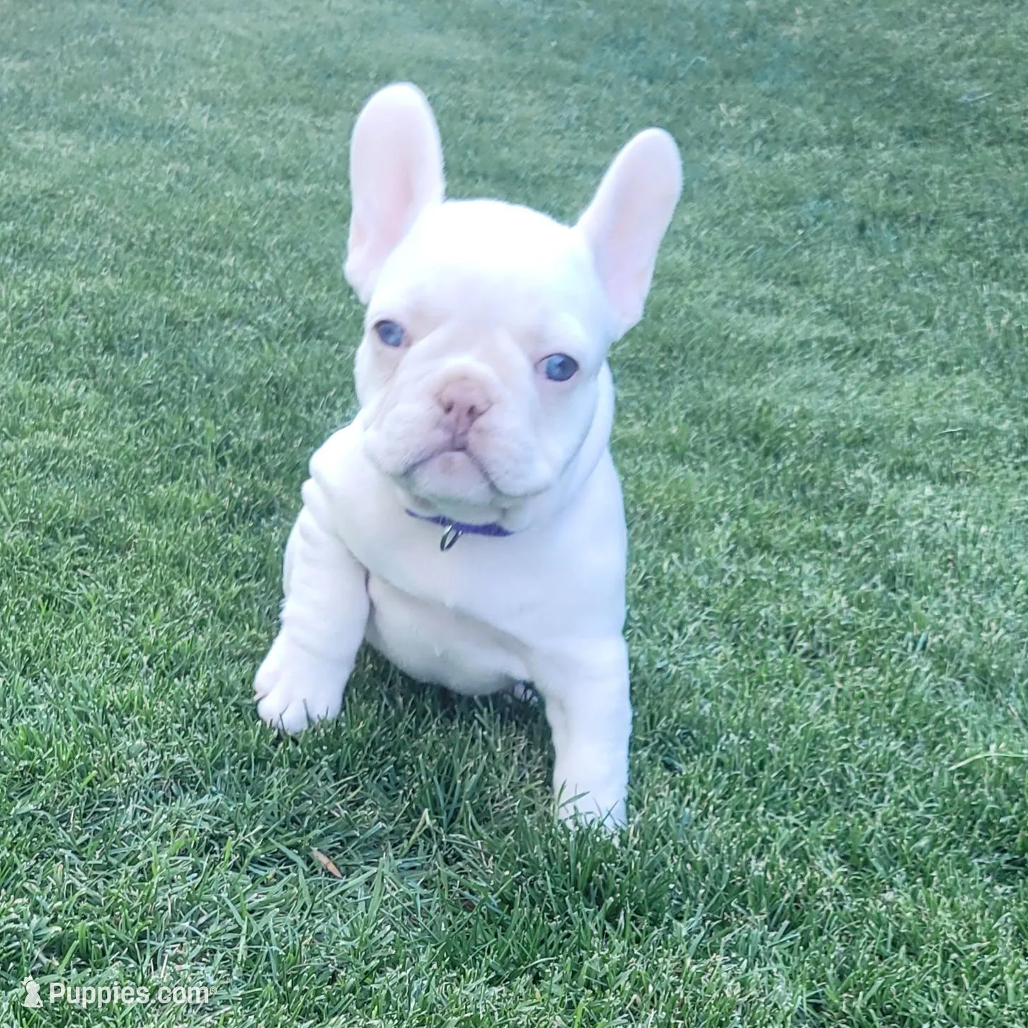 Purple, a female French Bulldog for sale in La Quinta, CA – Photo 2 of 8