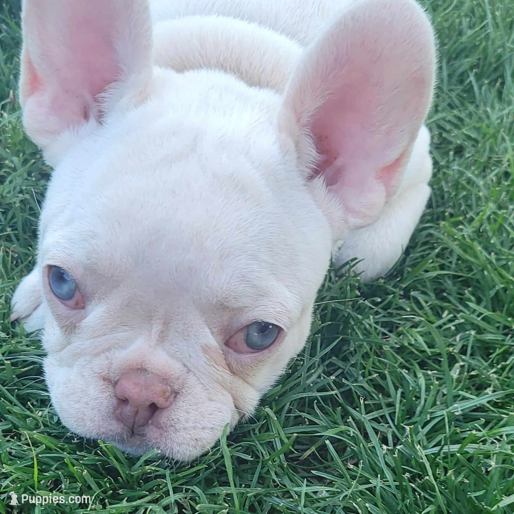 Purple, a female French Bulldog for sale in La Quinta, CA – Photo 4 of 8