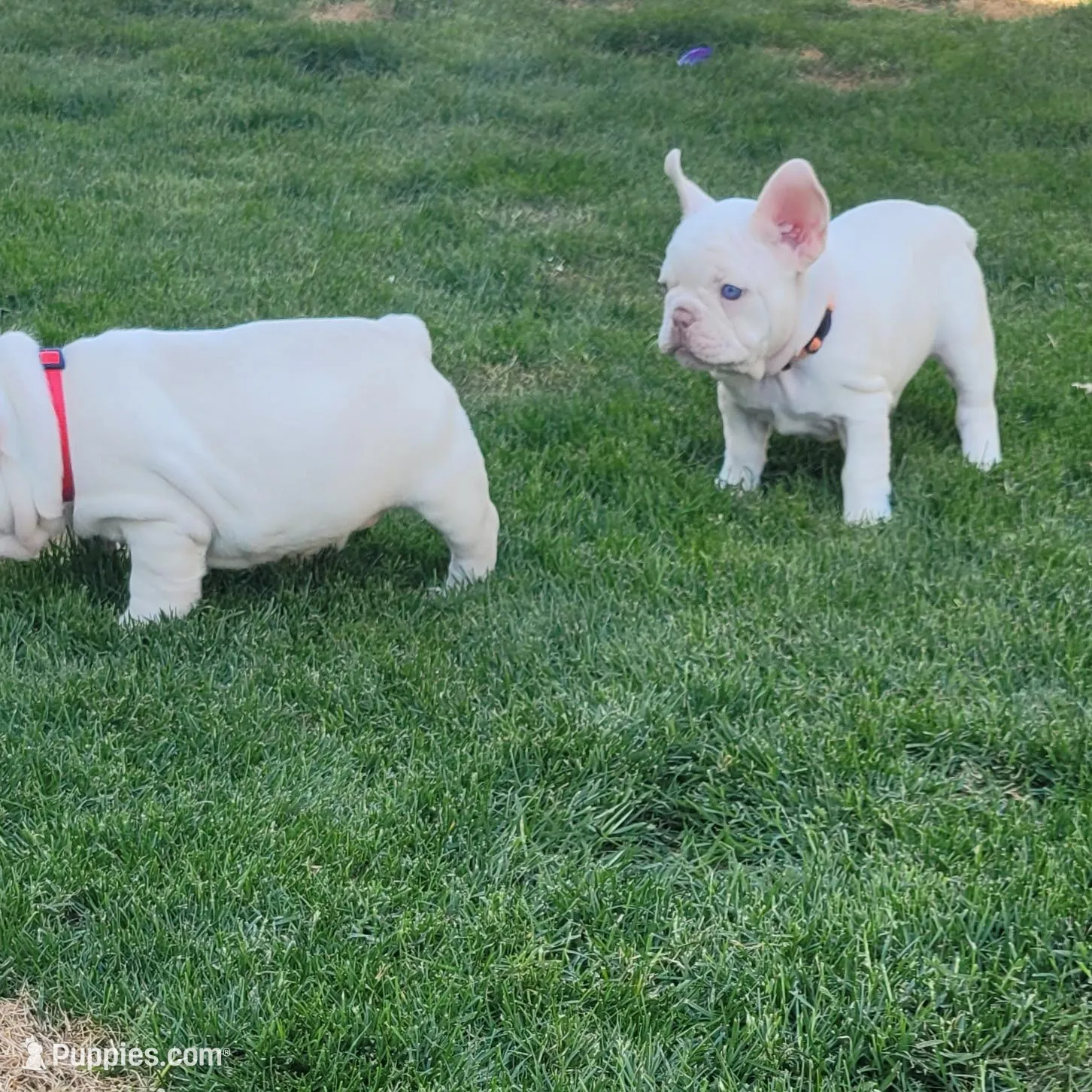 Orange, a female French Bulldog for sale in La Quinta, CA – Photo 4 of 7