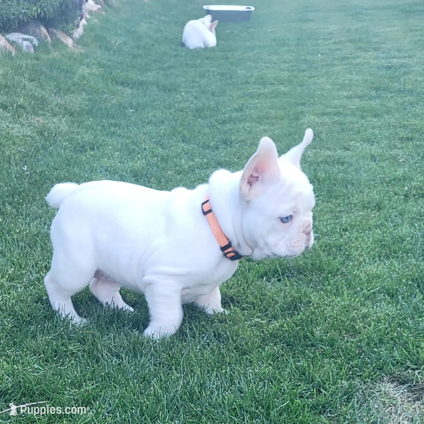 Orange, a female French Bulldog for sale in La Quinta, CA – Photo 3 of 7