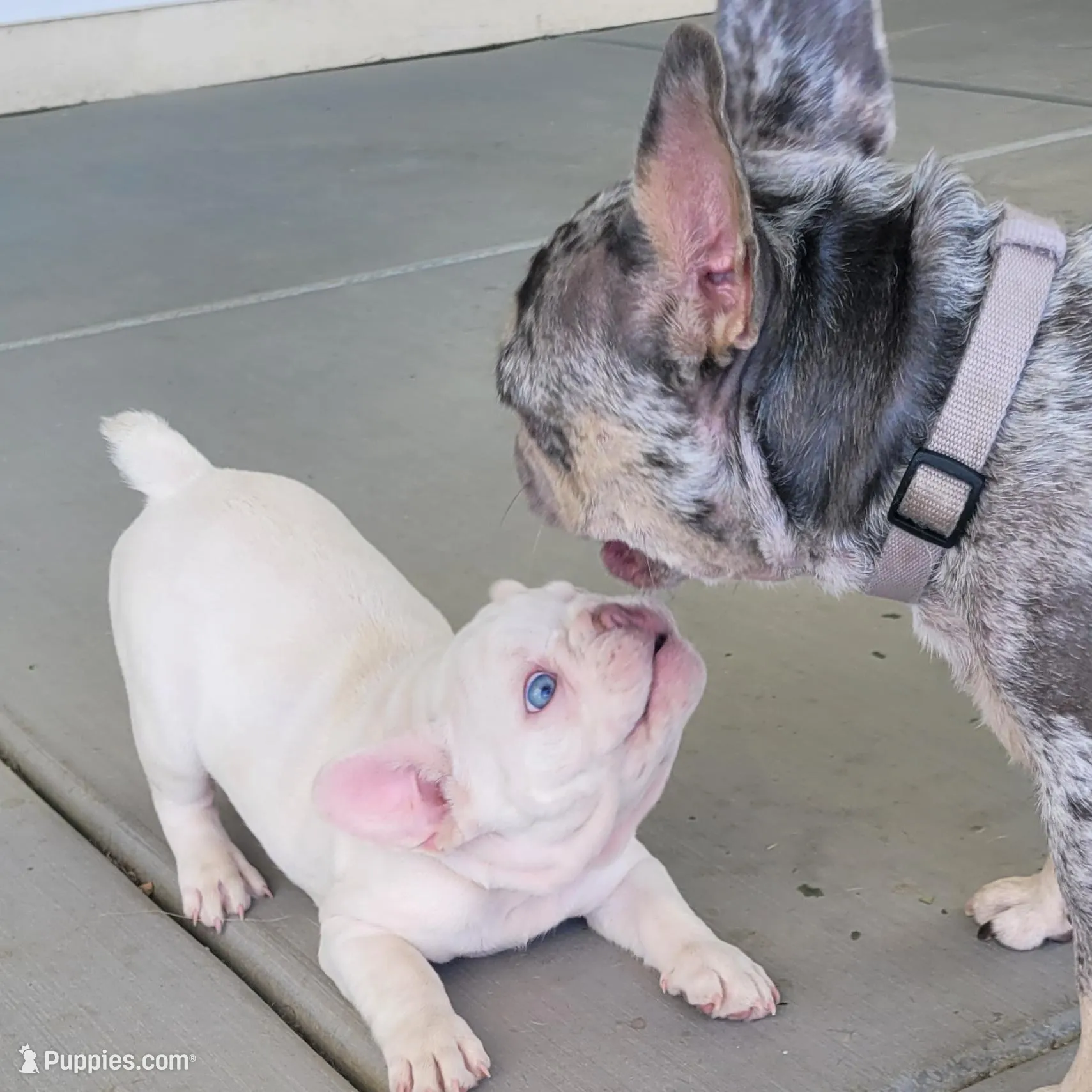 Orange – French Bulldog puppy for sale in La Quinta, CA