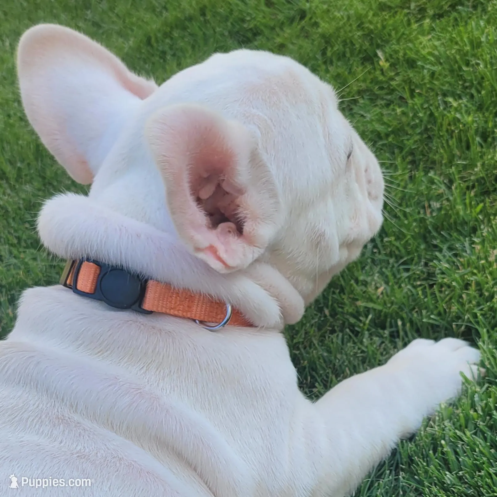 Orange, a female French Bulldog for sale in La Quinta, CA – Photo 2 of 7