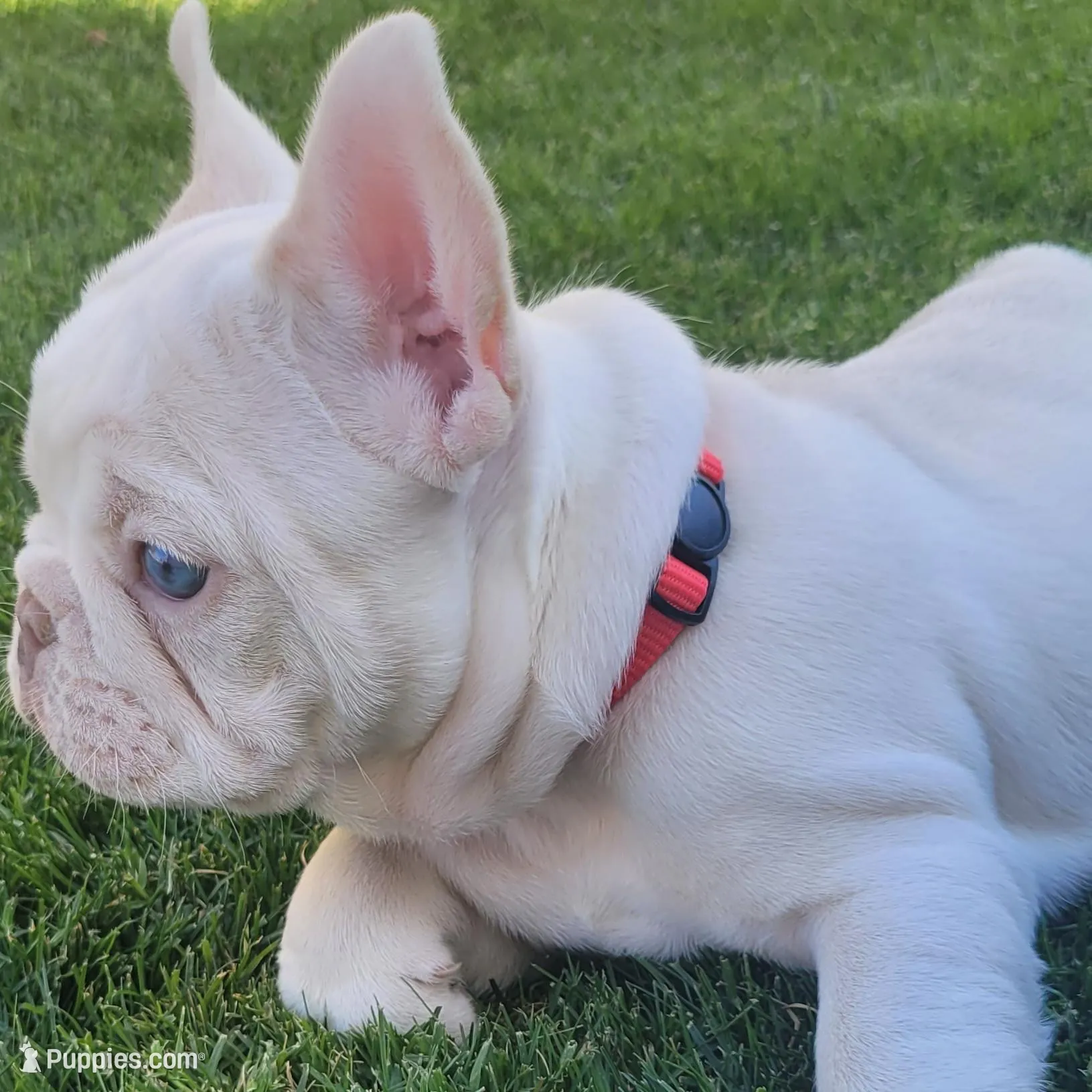 Red, a female French Bulldog for sale in La Quinta, CA – Photo 2 of 9