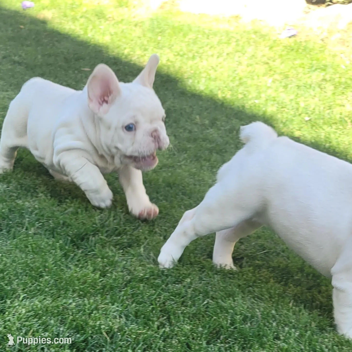 Red, a female French Bulldog for sale in La Quinta, CA – Photo 3 of 9