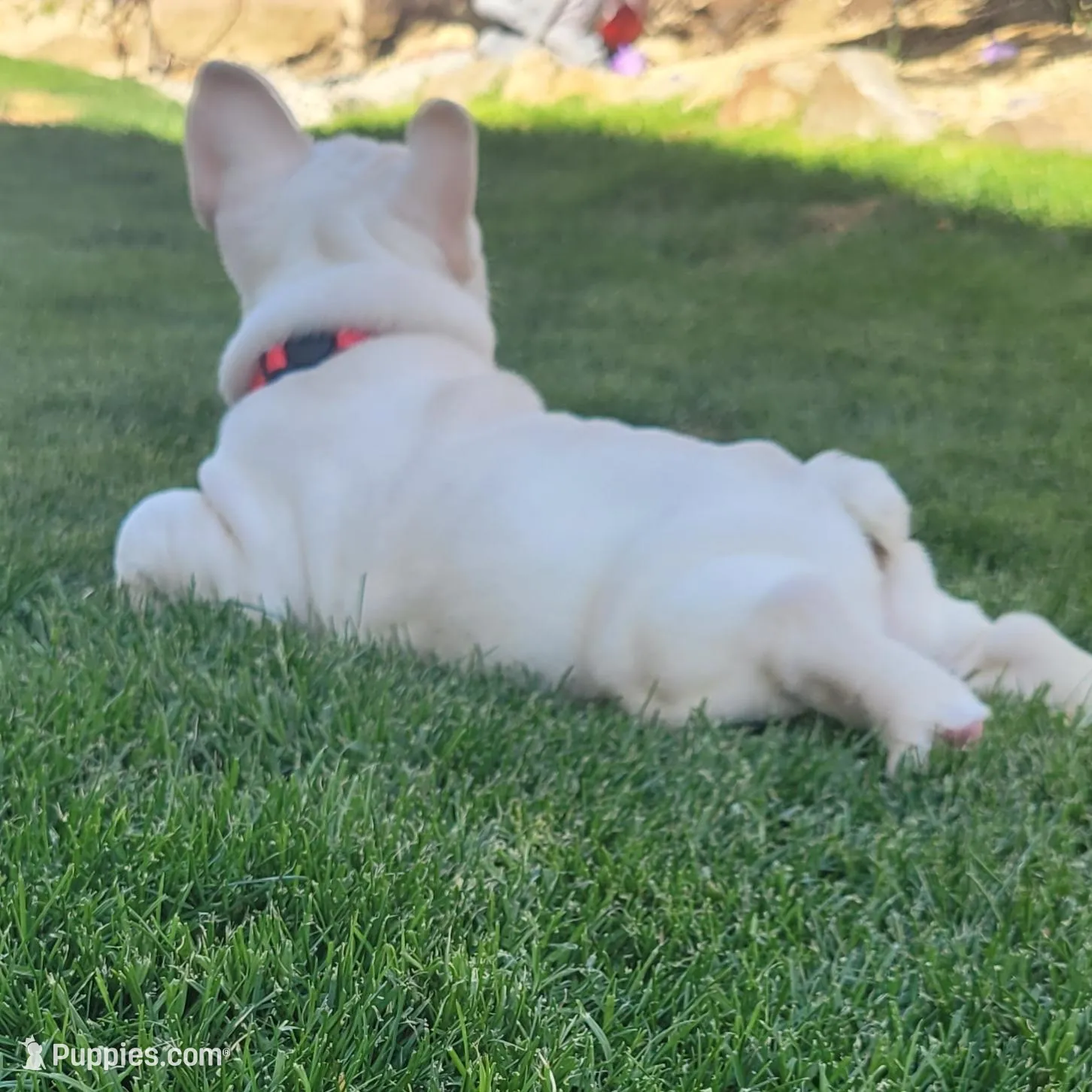 Red, a female French Bulldog for sale in La Quinta, CA – Photo 6 of 9