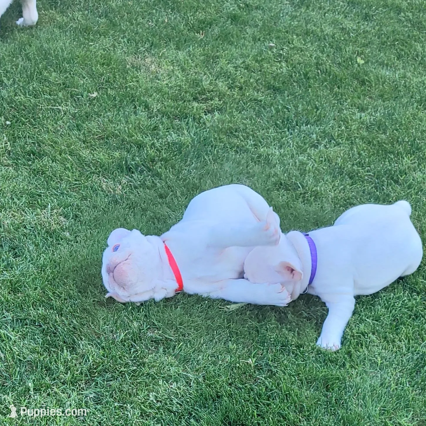 Red, a female French Bulldog for sale in La Quinta, CA – Photo 5 of 9