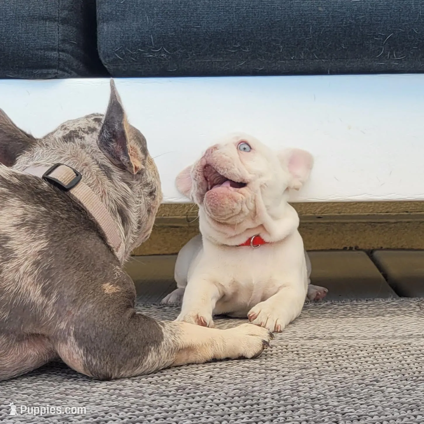 Red, a female French Bulldog for sale in La Quinta, CA – Photo 7 of 9