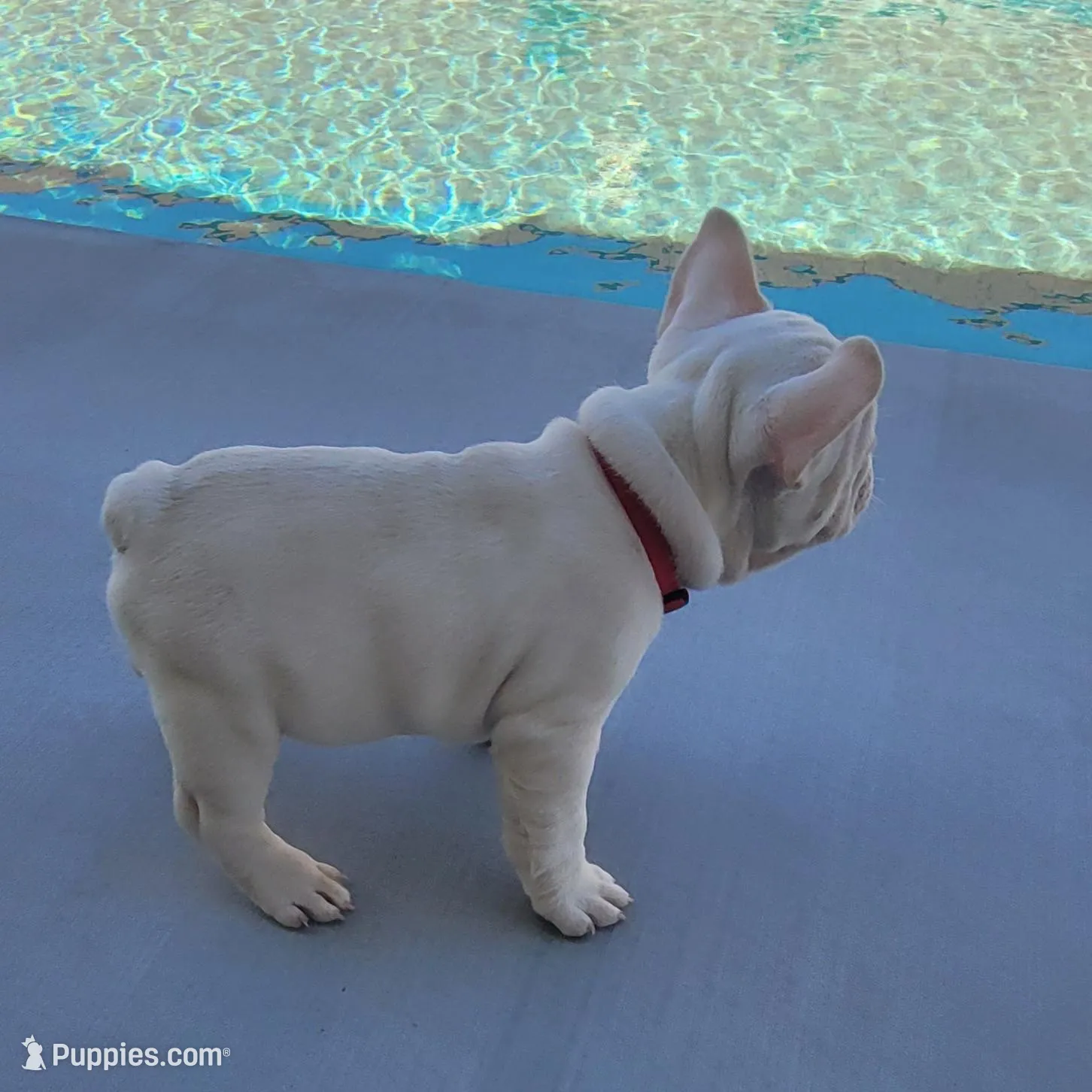 Red – French Bulldog puppy for sale in La Quinta, CA