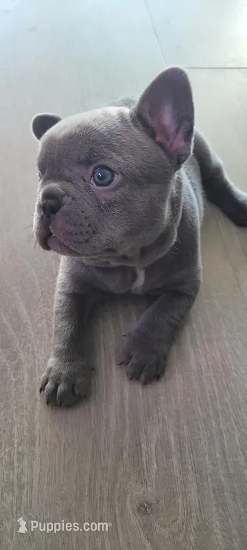 Bluey – French Bulldog puppy for sale in La Quinta, CA