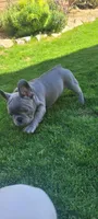 Bluey, a female French Bulldog for sale in La Quinta, CA – Photo 2 of 3