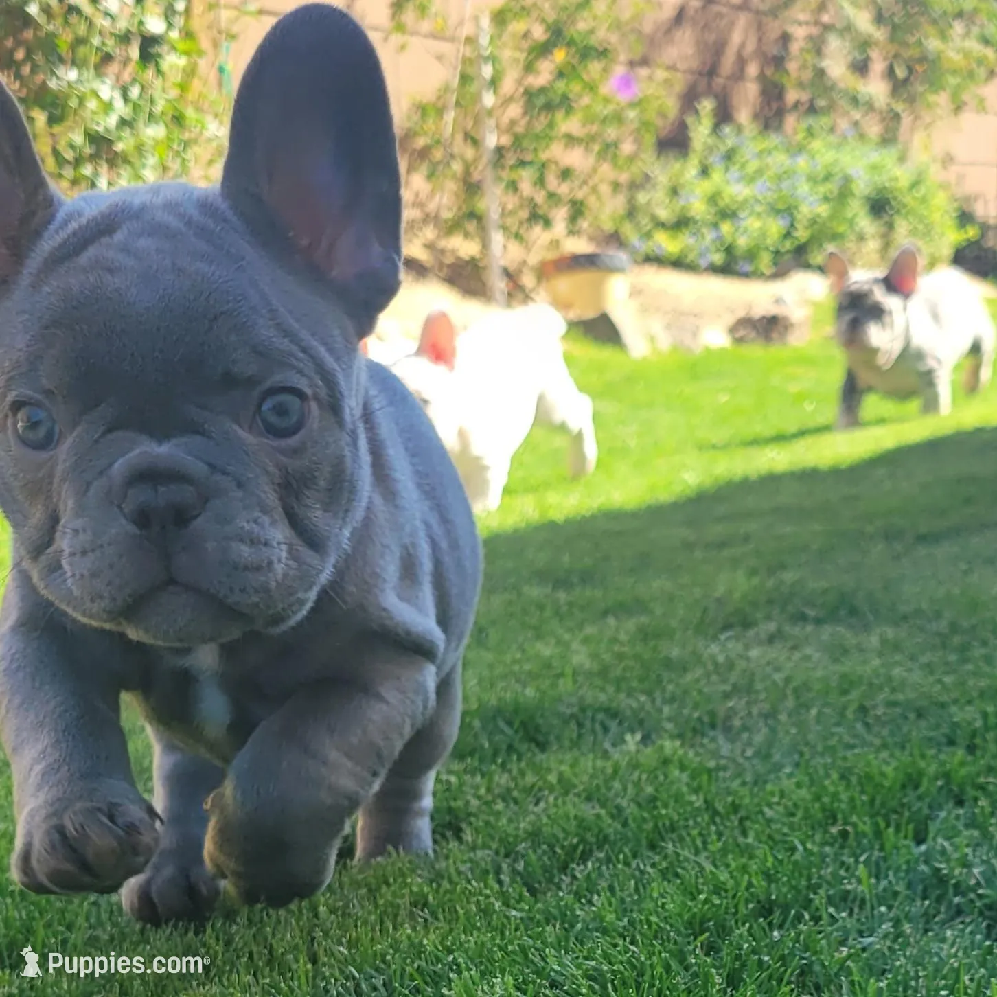 Bluey – French Bulldog puppy for sale in La Quinta, CA