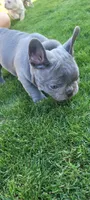 Bluey, a female French Bulldog for sale in La Quinta, CA – Photo 3 of 3