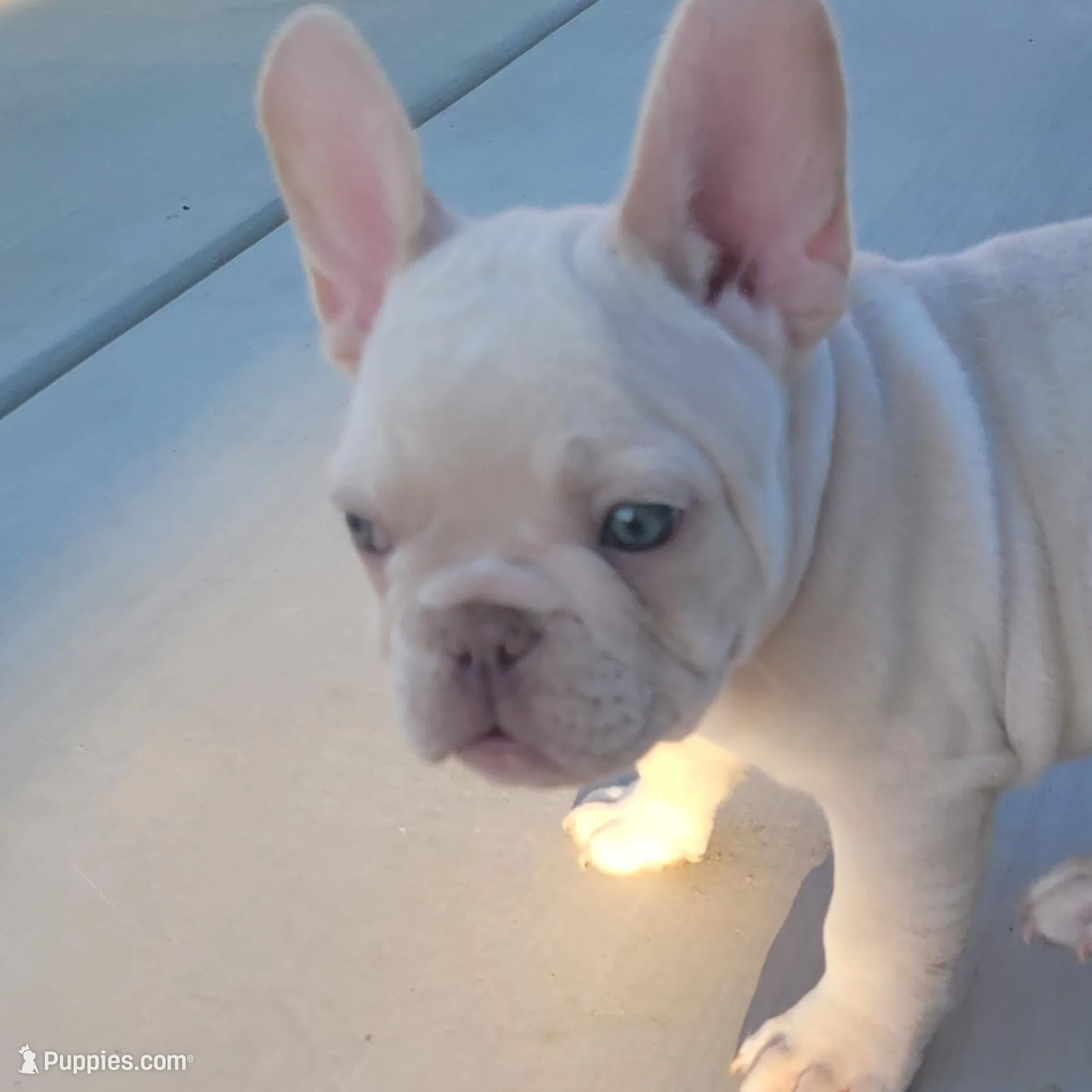 Blue – French Bulldog puppy for sale in La Quinta, CA
