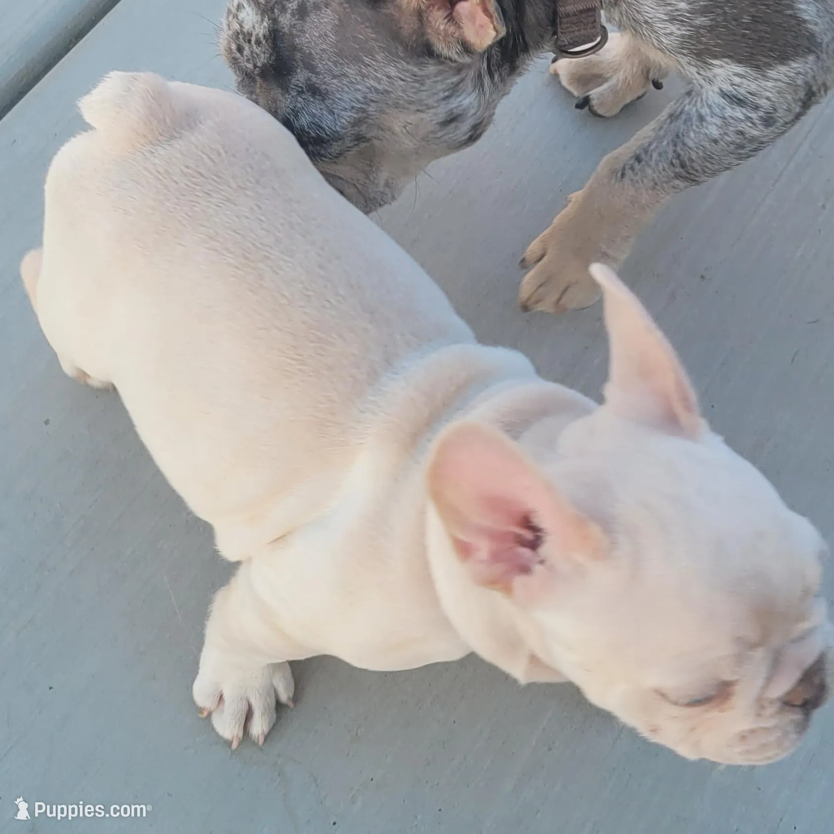 Blue, a female French Bulldog for sale in La Quinta, CA – Photo 4 of 5