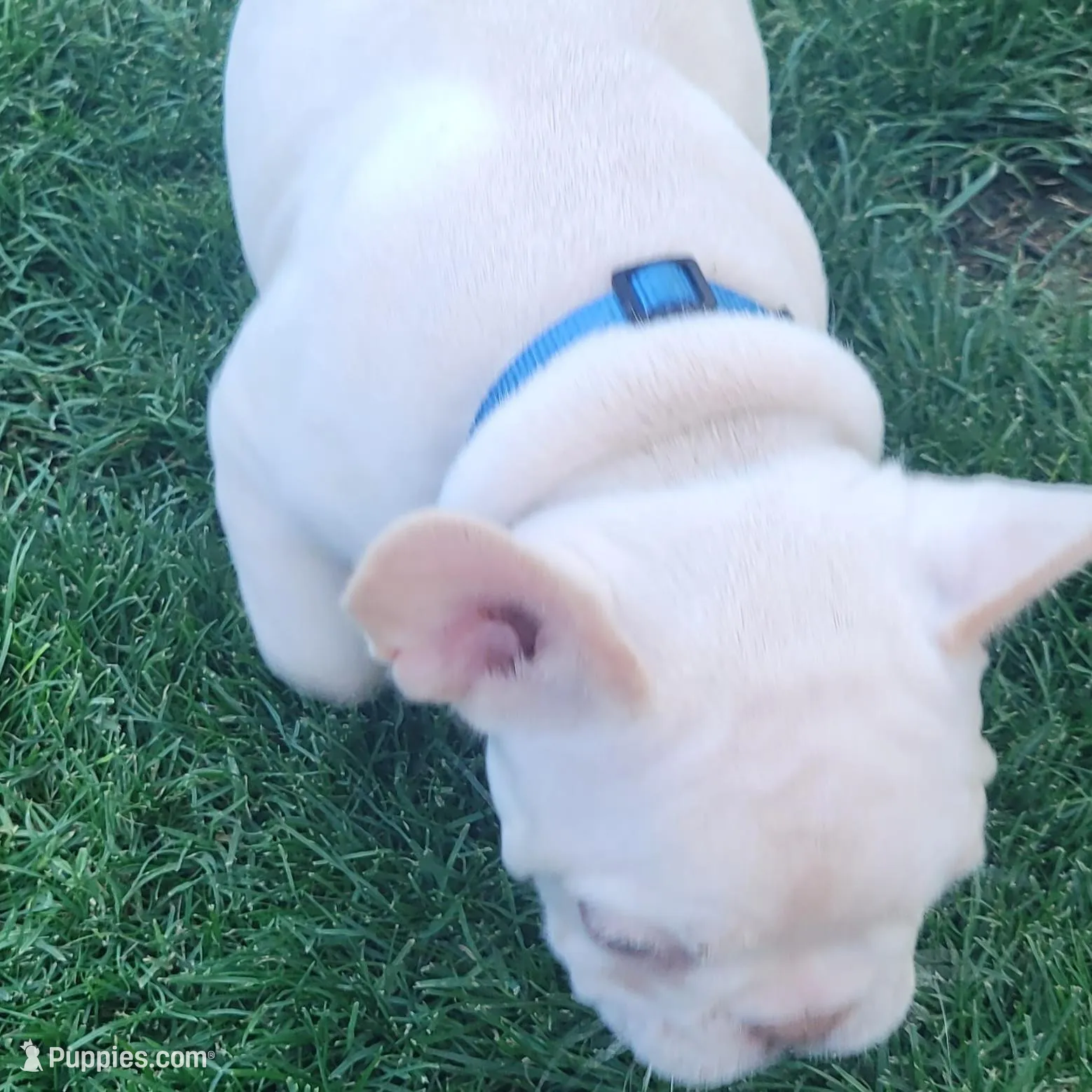 Blue, a female French Bulldog for sale in La Quinta, CA – Photo 3 of 5