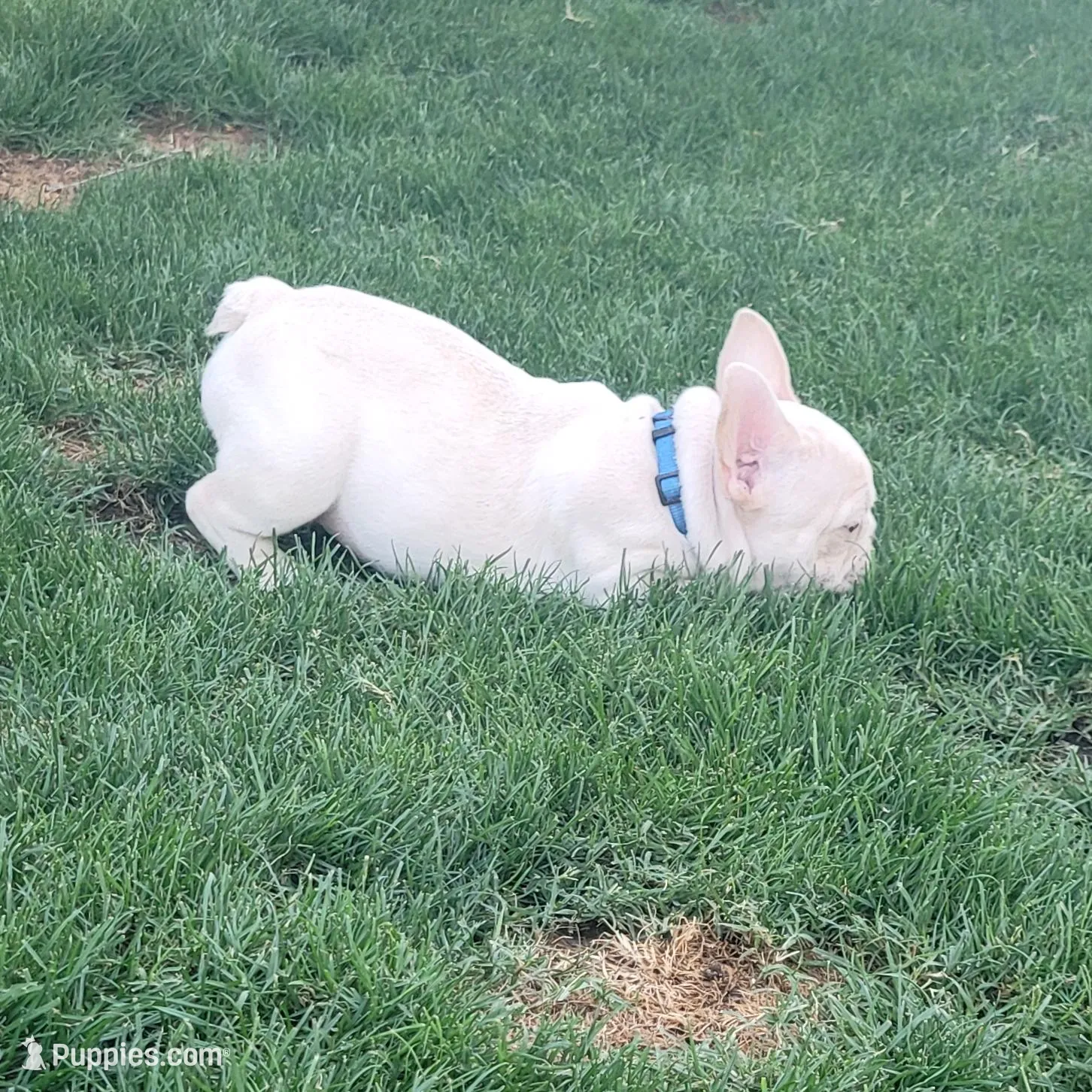 Blue, a female French Bulldog for sale in La Quinta, CA – Photo 2 of 5