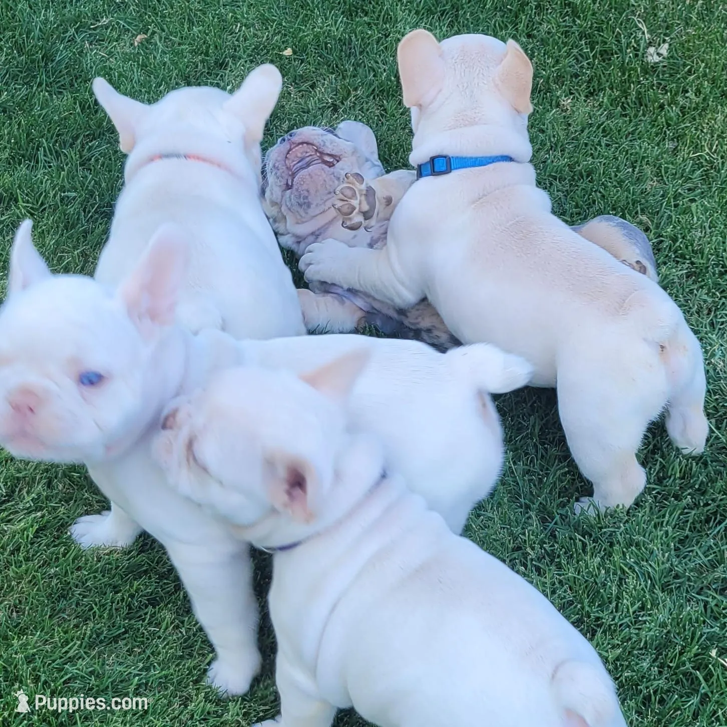 Blue, a female French Bulldog for sale in La Quinta, CA – Photo 5 of 5