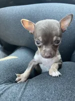 Sneakers, a male Chihuahua for sale in Elmendorf, TX – 3 of 5
