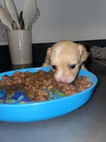 Coco girl , a female Chihuahua for sale in Elmendorf, TX – 4 of 8