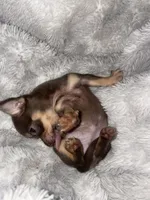 Coco, a female Chihuahua for sale in Elmendorf, TX – 2 of 3