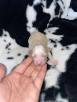 Potato, a male Chihuahua for sale in Elmendorf, TX – 2 of 3
