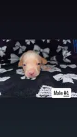 Male #1, a male Chihuahua for sale in Elmendorf, TX – 4 of 5