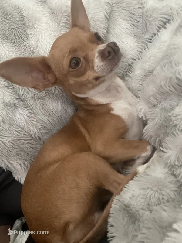 Bean, a female Chihuahua for sale in Elmendorf, TX – 1 of 3
