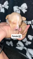 Female #2, a female Chihuahua for sale in Elmendorf, TX – 7 of 8