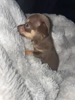 Coco, a female Chihuahua for sale in Elmendorf, TX – 3 of 3
