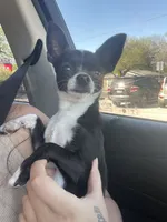 The boy , a male Chihuahua for sale in Elmendorf, TX – 2 of 2