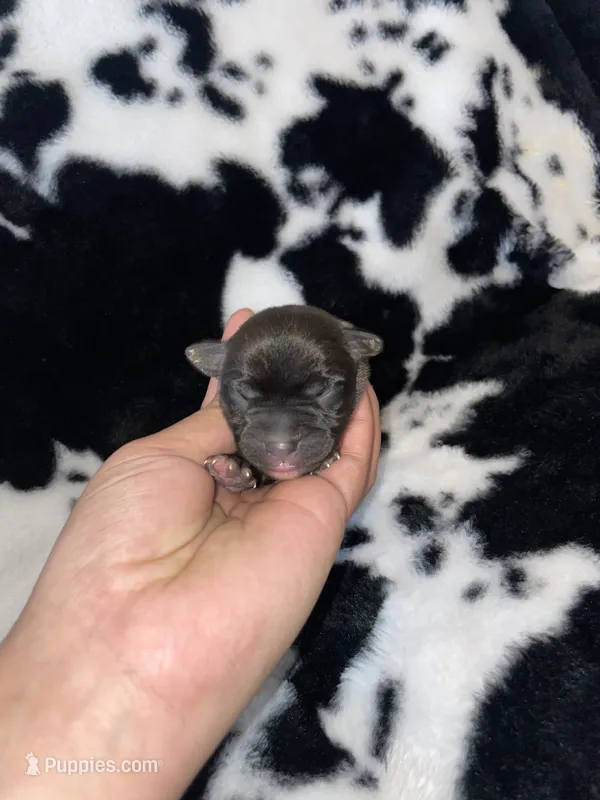 Bean – Chihuahua puppy for sale in Elmendorf, TX