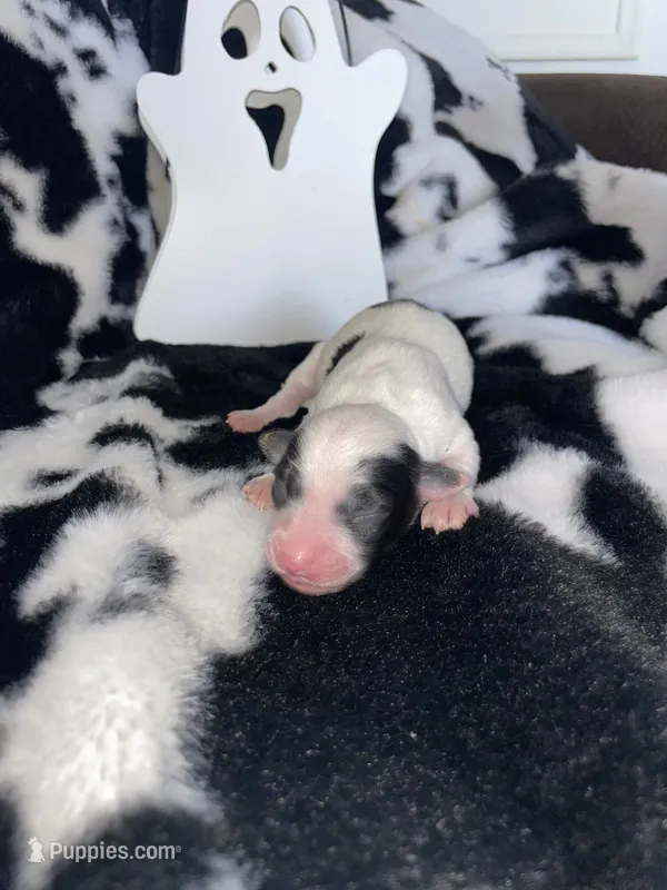 Girl – Chihuahua puppy for sale in Elmendorf, TX