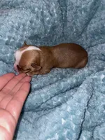 Coco, a male Chihuahua for sale in Elmendorf, TX – 3 of 3