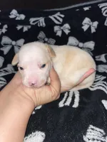 Male 2, a male Chihuahua for sale in Elmendorf, TX – 5 of 5
