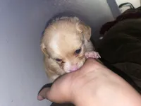 Coco girl , a female Chihuahua for sale in Elmendorf, TX – 6 of 8