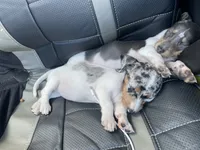 Minnie , a female Miniature Dachshund for sale in Elmendorf, TX – 4 of 4