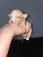 Female #2, a female Chihuahua for sale in Elmendorf, TX – 4 of 8