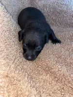 Boy, a male Chihuahua for sale in Elmendorf, TX – 2 of 3