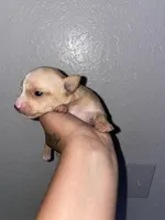 Female #2, a female Chihuahua for sale in Elmendorf, TX – 3 of 8