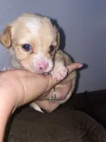 Coco girl , a female Chihuahua for sale in Elmendorf, TX – 8 of 8