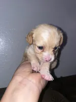 Coco girl , a female Chihuahua for sale in Elmendorf, TX – 3 of 8