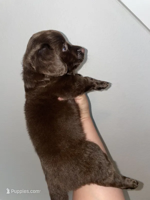 Bean  – Miniature Dachshund puppy for sale in Elmendorf, TX