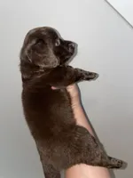 Bean , a female Miniature Dachshund for sale in Elmendorf, TX – 1 of 1
