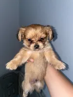 Teddy , a male Chihuahua for sale in Elmendorf, TX – 2 of 2
