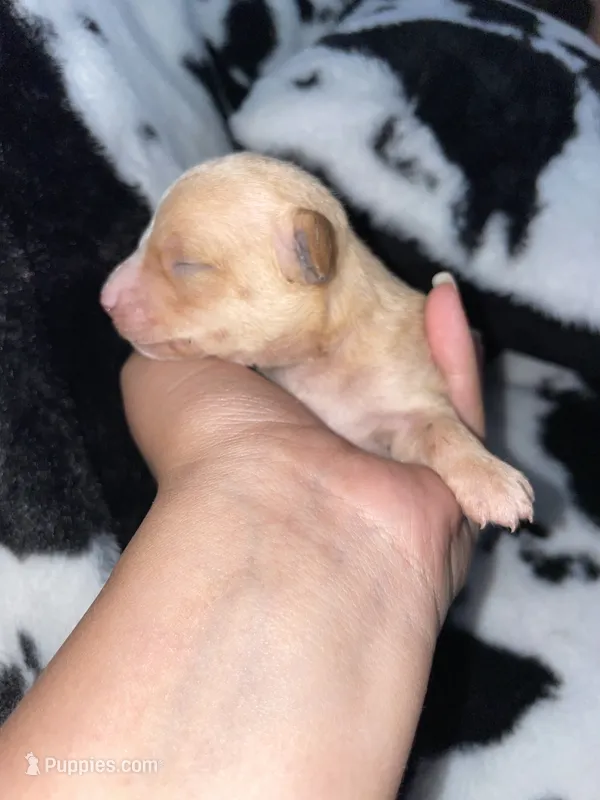 Pink – Chihuahua puppy for sale in Elmendorf, TX